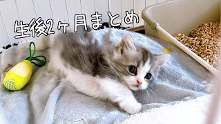 【猫の成長記録】生後2ヶ月の可愛い子猫の動画をまとめました。名前決定した時の息子の照れが可愛すぎました。