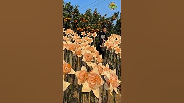 Harvesting Healthy and Tasty Oranges