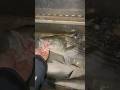STRIPER FISHING THE SAC RIVER. NIGHT FISHING 5/20/2025