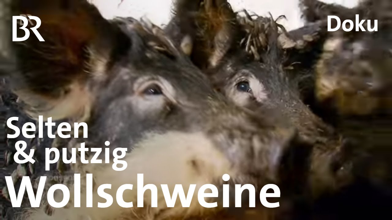 Hausschlachtung in Franken: Schweine schlachten mit traditionellem Metzgerhandwerk | Unser Land