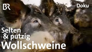 Wollschweine aus Oberfranken: Eine echte Sauerei | Zwischen Spessart und Karwendel | BR