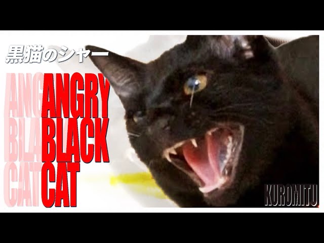 黒猫のシャー！！