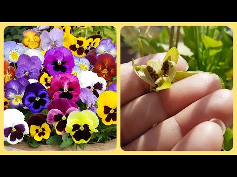 462.Pansy seed collection kaise kare/How to collect Pansy seeds🌾🌱🌻