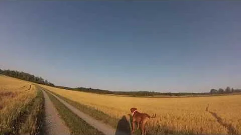 Walking in the woods with my Rhodesian Ridgeback