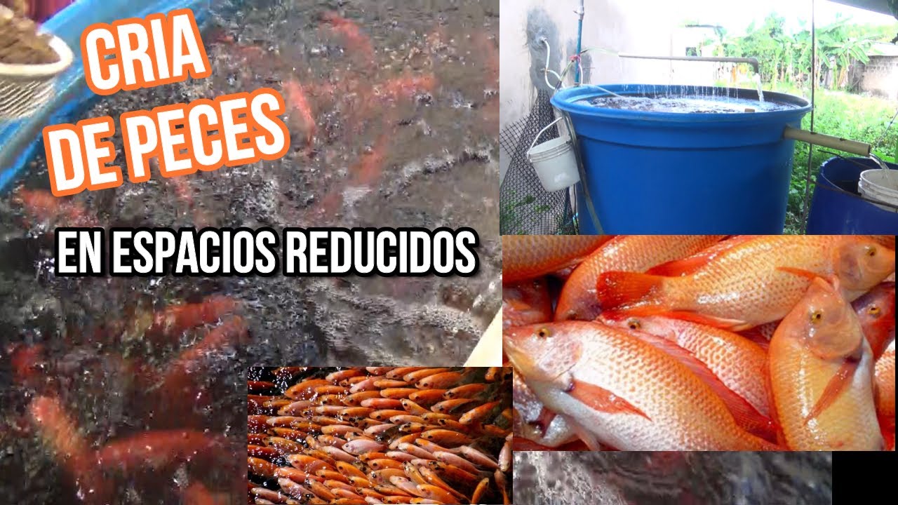 CRIA MAS DE 200 PECES // TILAPIA o pargo rojo en ESTANQUE PEQUEÑO ...