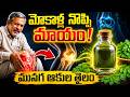 మోకాళ్ల నొప్పులా? ఈ తైలం చాలు | Knee Pain Relief at Home: Simple Ayurvedic Oil Recipe