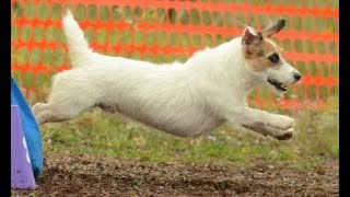 Multi Dog Agility with Jesse and Pup Pals!  Tandem Dogs