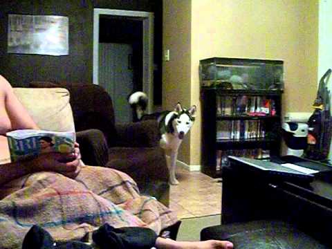 Dog afraid of Julia Roberts.AVI