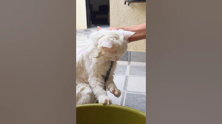 Video 11461691: cat bathing pets, cat hates bath, hilarious bath, cutie pets