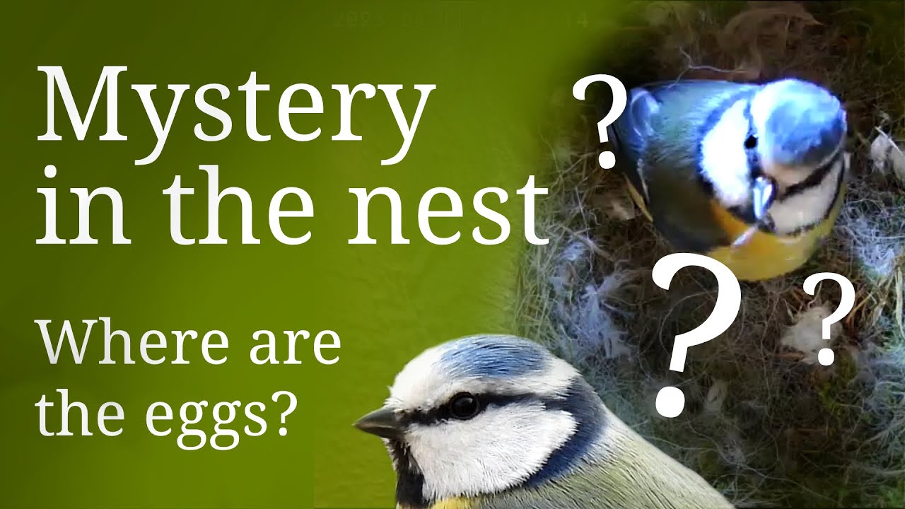 How Many Eggs does a Blue Tit Lay? - YouTube