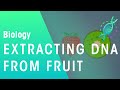 Unraveling DNA Structure Through Fruit Extraction