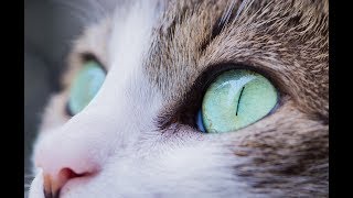 Cat Eyes Wallpapers HD screenshot 2