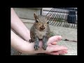 First encounter with a cute baby squirrel - Jerry Squirrel