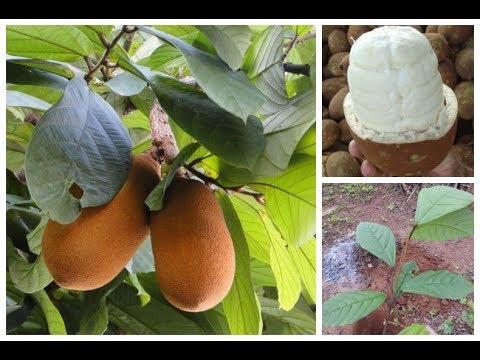 👉 COMO PLANTAR CUPUAÇU 🌱🌳🍓🍎🍍🍇