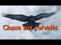 Chasse aux corvids