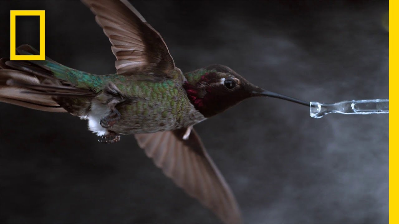 See Hummingbirds Fly, Shake, Drink in Amazing Slow Motion | National Geographic