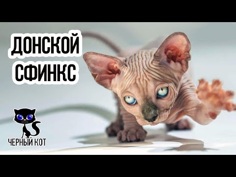 ✔ Донской сфинкс плюсы и минусы породы