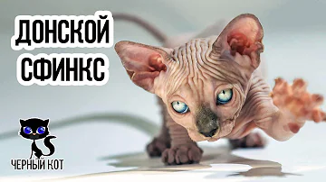 ✔ Донской сфинкс плюсы и минусы породы