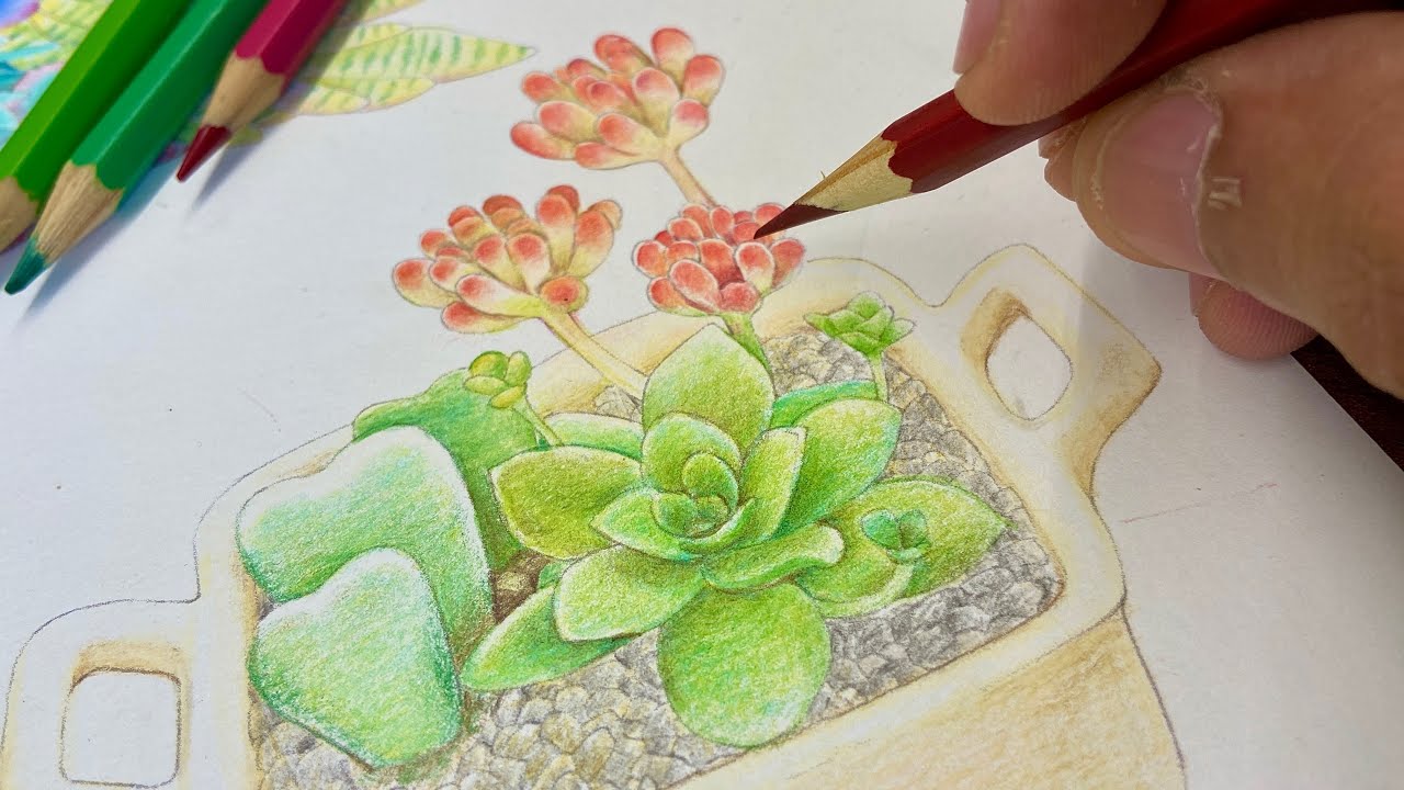 LIVE Pintura realista de SUCULENTA com lápis de cor TRIS Mega Soft (tutorial completo) simples.