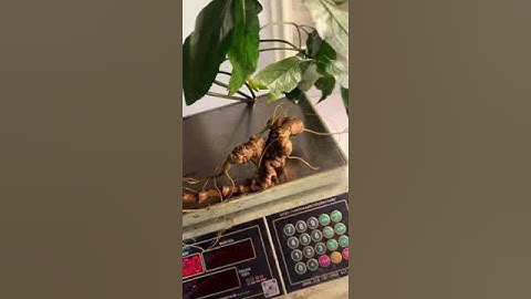 1 củ sâm rừng 2 lạng tìm chủ nhân e kính mời các bác siêu tầm gọi 0377965679 e Nguyệt nhé