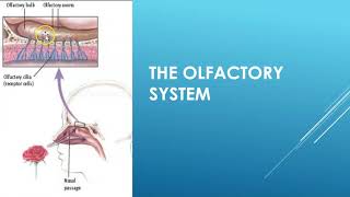 Olfactory system