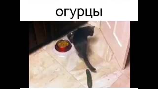 Война огурцов и котов! Война огурцов и котов!