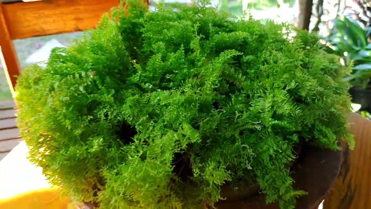 Diferença entre a Samambaia Mini Havaiana e a Samambaia Asa de Anjo