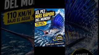 El pez más veloz del océano #viral #shortsviral #parati #animales #suscribete #fvp