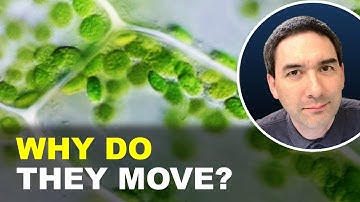 Chloroplasts in Motion – The Secret Life of Plant Cells