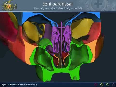 Video: Diagramma E Funzione Delle Cavità E Dei Seni Nasali - Body Maps