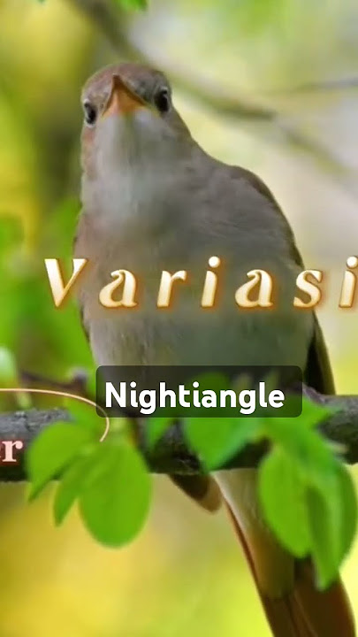 Nightiangle #birds #burung #nature #kicaumania #songbirds #kicaumanianusantara #cendetgacorfull