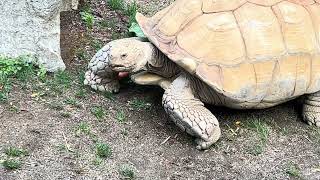 Dozer the tortoise @oregonzoo