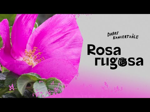 Video: Kas ir Rugosas roze – kā audzēt Rugosas rožu krūmus