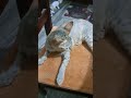 chunk potti poyi💔#cat #funny #catlovers #kitten #comedy #cute #trending #shorts #youtubeshorts #love