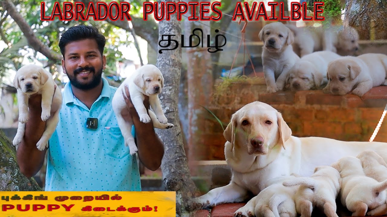 DOGS FOR SALES Puppy sales Dog kennel in Tamil Nadu Dog for sales
