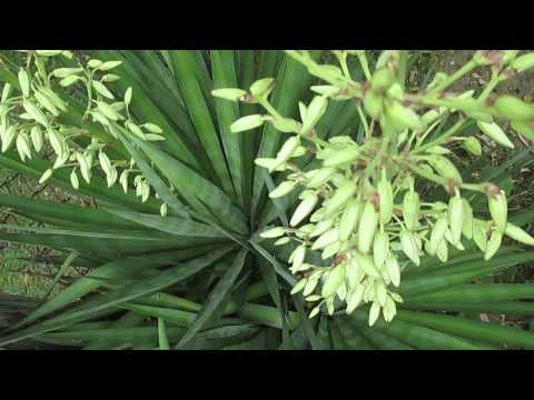 იშვიათად ყვავილობს!