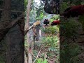 Honey Harvesting Apis Florea