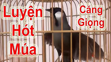 Khướu Luyện Hót Múa – File Ép Căng Giọng, Bật Lửa Bổi