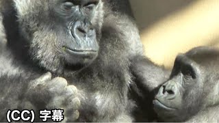 Мама-горилла обнимает маленькую гориллу, которая дремлет.  Генки. Семья Момотаро