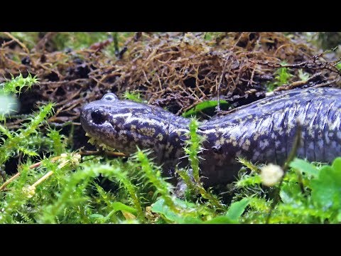 Video: Hoe Een Salamander Te Bouwen?