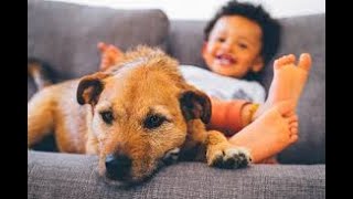 Australian Cattle Dog playing with baby boy