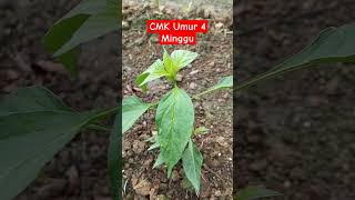 Update Perkembangan Cabai Merah Keriting Umur 4 Minggu