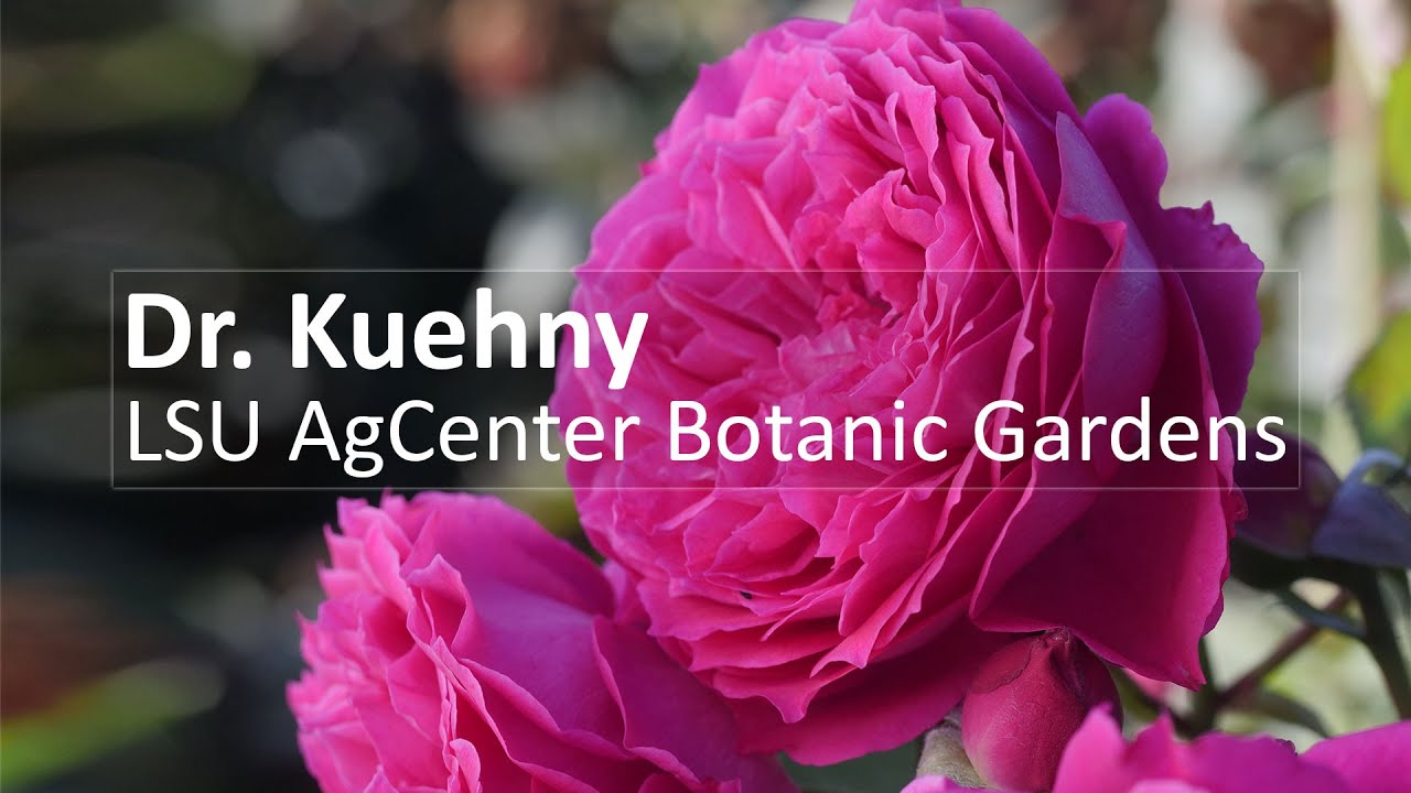 Support and Partnership: Introducing the Rose Display Gardens