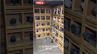 Ultimate Professional Racing Pigeon Loft Setup! 🕊️⭐#RacingPigeons #PigeonLife #PigeonSetup Ultimate Professional Racing Pigeon Loft Setup! 🕊️⭐#RacingPigeons #PigeonLife #PigeonSetup