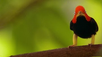 Il fascino del "moonwalk" del manachino