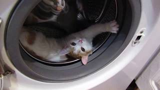 Кошка спит в стиральной машинке.Потягушки.Любимое место кошки Маси Кошка спит в стиральной машинке.Потягушки.Любимое место кошки Маси