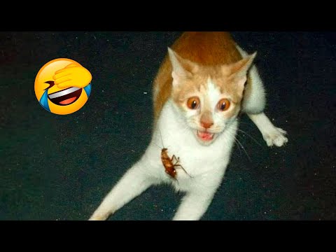Best Funny Animal Videos 2022 😂 – Funniest Cats And Dogs Videos 😻