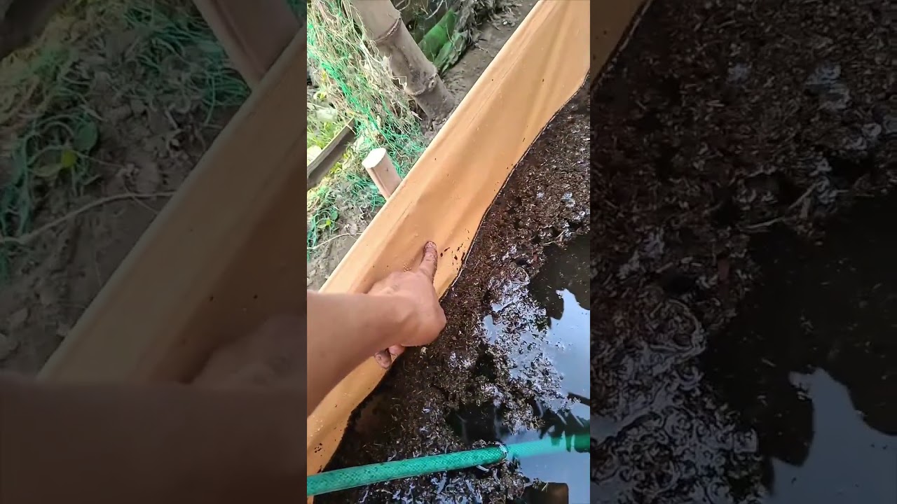 Azolla pond Full video tutorial/ how to culture azolla #azolla #azollafarming