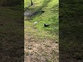 Down in the valley #bird #birds #nature #pond #wildlife #trail #wild #photography #viral #ibis #duck
