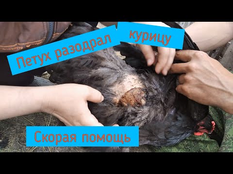 Петух разодрал курицу.Чем лечить.